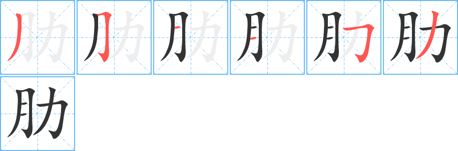 肋字的笔顺分布演示