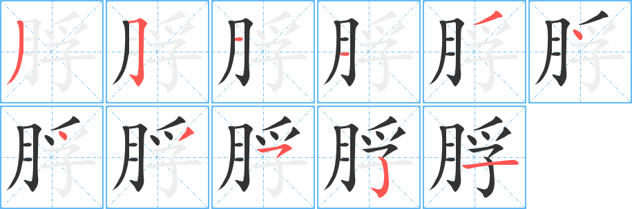 脬字的笔顺分布演示