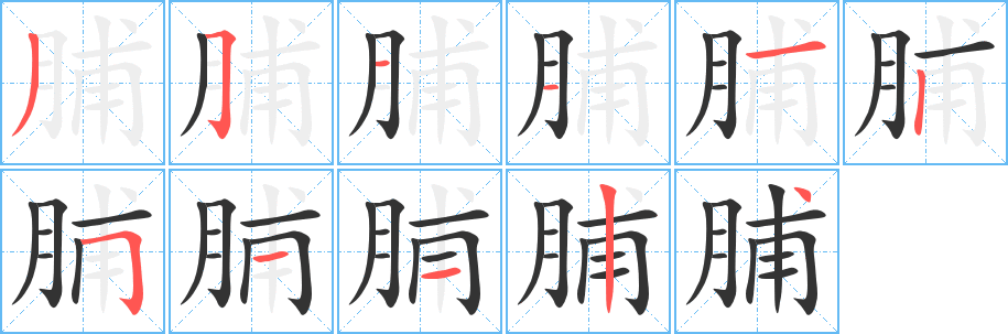 脯字的笔顺分布演示