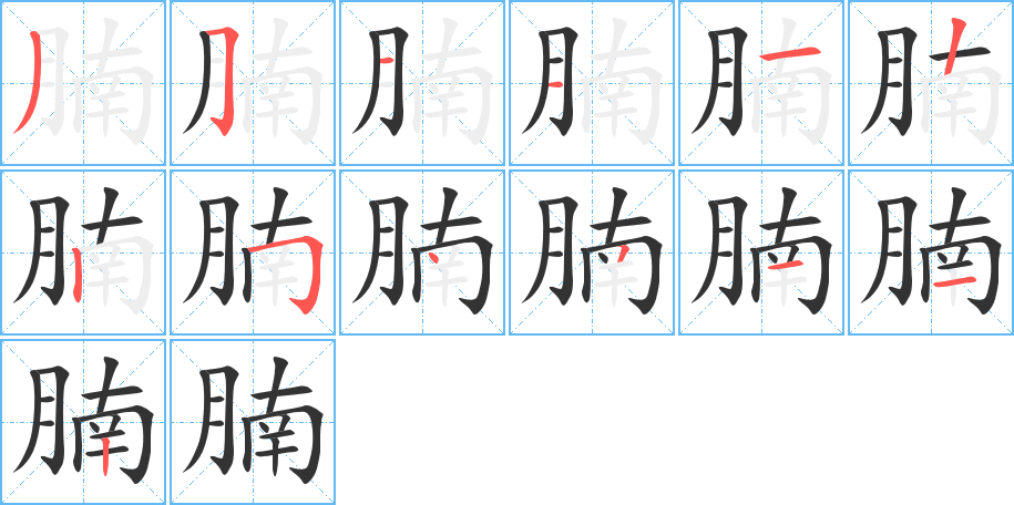 腩字的笔顺分布演示