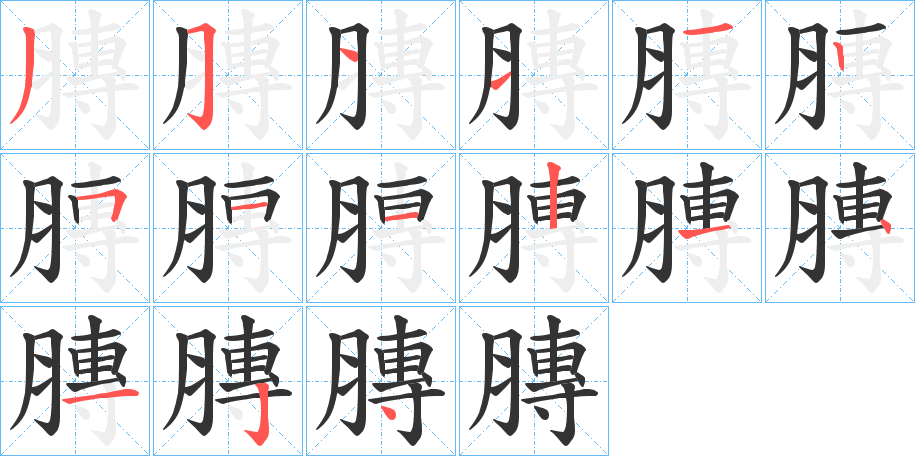 膞字的笔顺分布演示