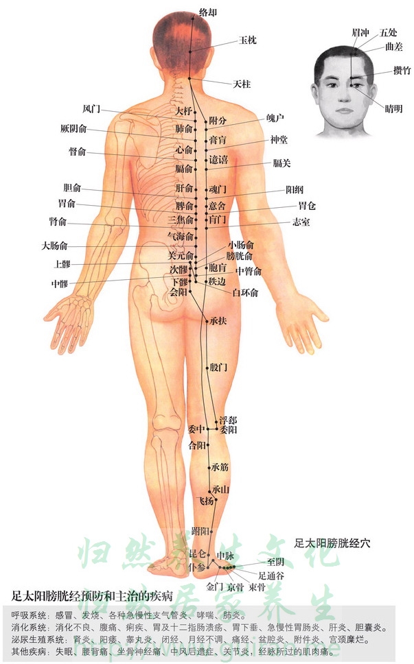 飞扬穴 穴位图  穴位查询