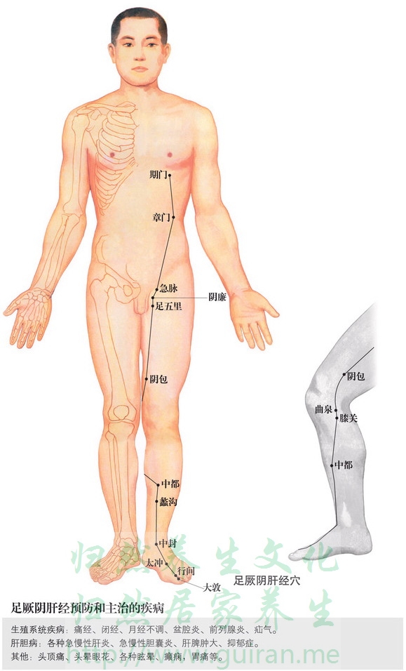 阴包穴 穴位图  穴位查询