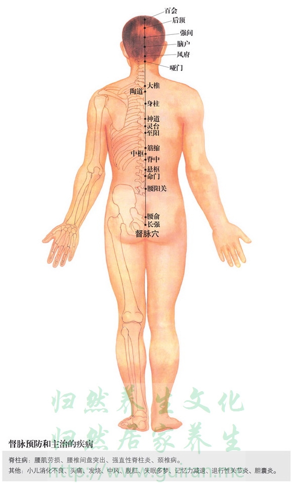 腰阳关穴 穴位图  穴位查询