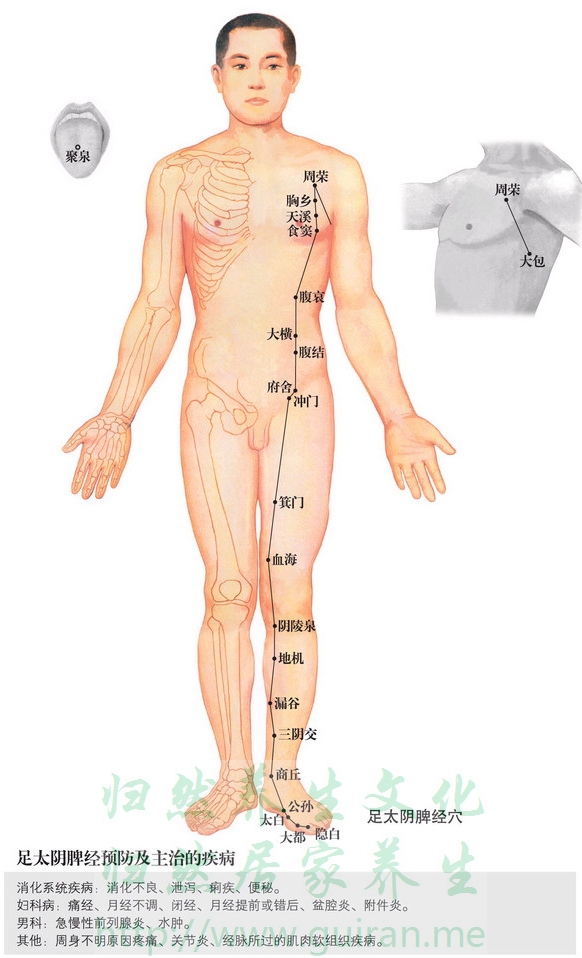 太白穴 穴位图  穴位查询