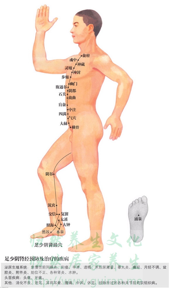 涌泉穴 穴位图  穴位查询